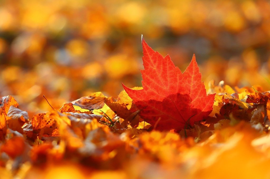 red maple leaf sticking up amongst other fallen fall leaves
